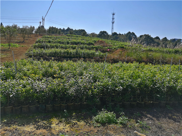 30直徑營養杯楊梅苗